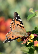 10th Oct 2023 - Painted Lady