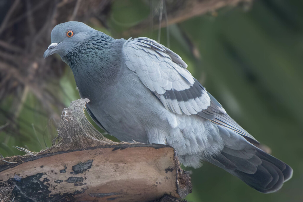 Pigeon by lumpiniman