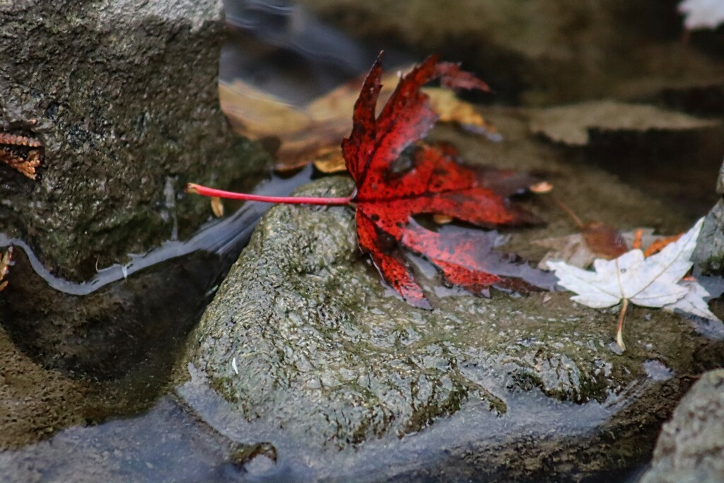 Maple Leaves on River Rocks by princessicajessica