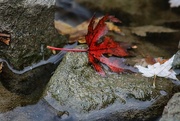30th Oct 2023 - Maple Leaves on River Rocks