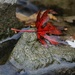 Maple Leaves on River Rocks by princessicajessica