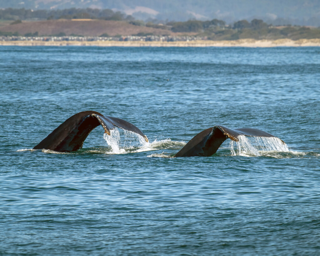 Humpbacks by nicoleweg