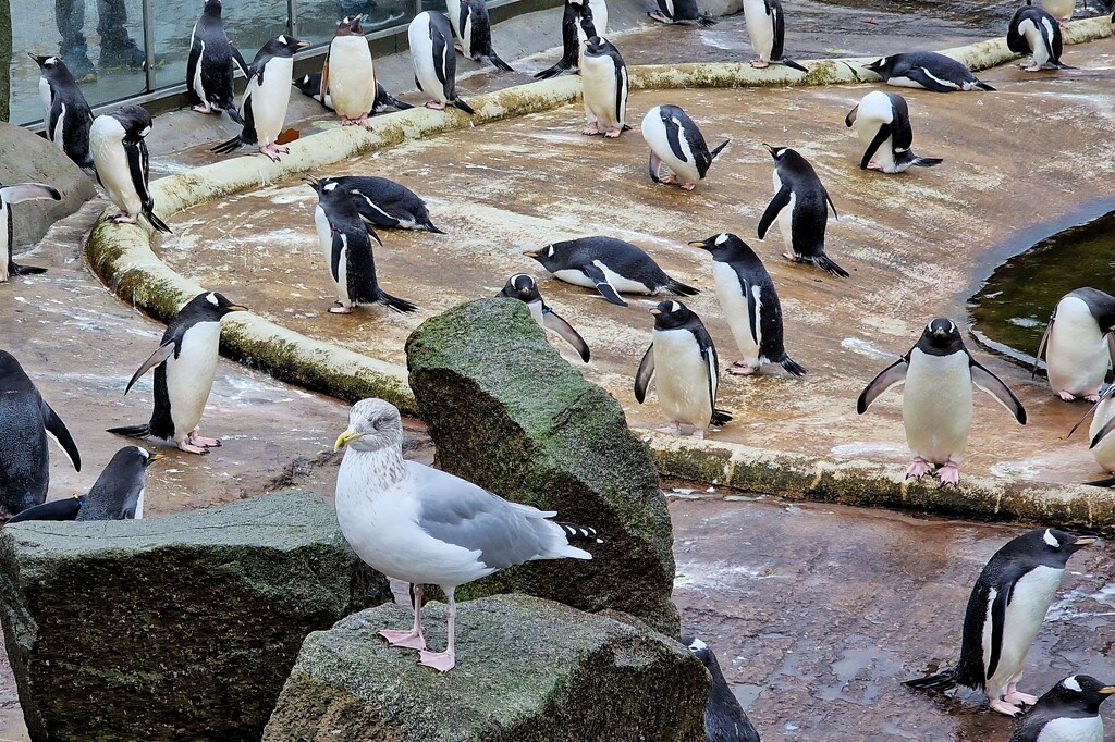 seagull by christophercox