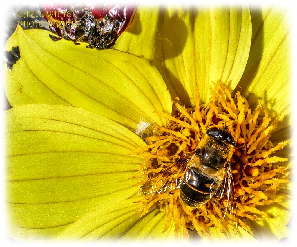 Still A Few Bees Around by carolmw