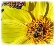 31st Oct 2023 - Still A Few Bees Around