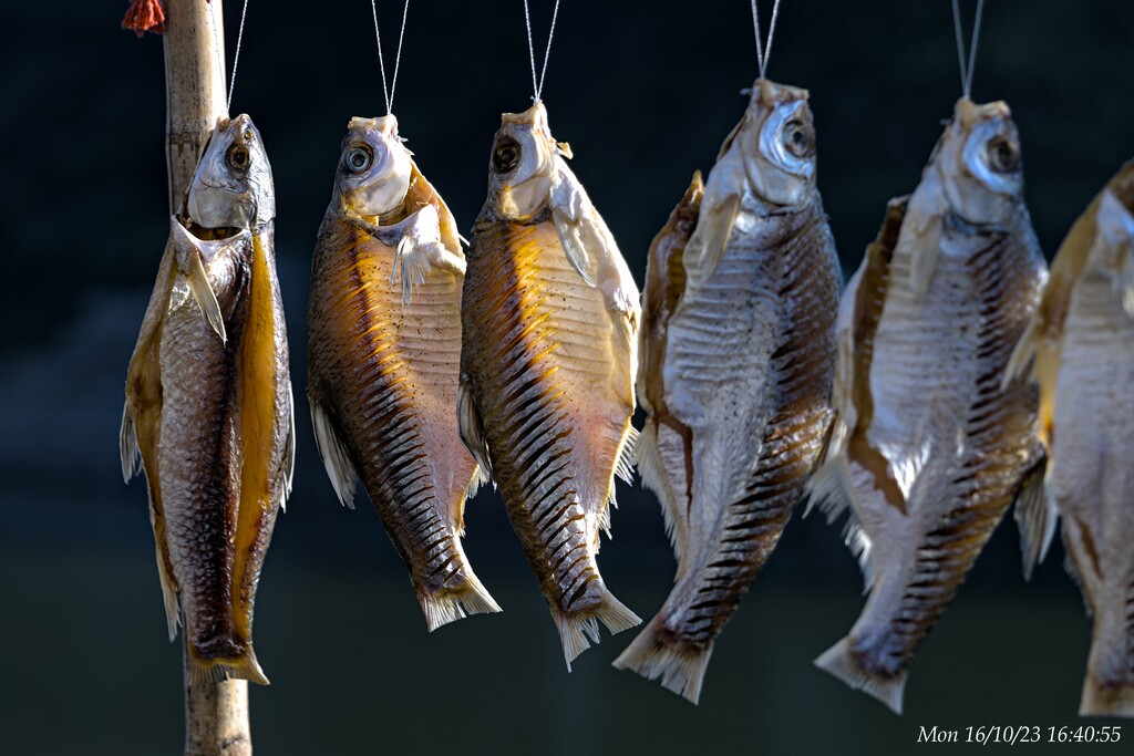 Drying fishes by wh2021