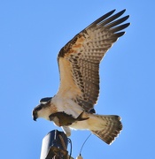 27th Oct 2023 - Osprey with fish