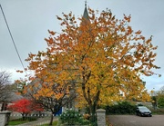 30th Oct 2023 - Beautiful autumnal colours 