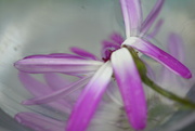 31st Oct 2023 - Senetti reflection....