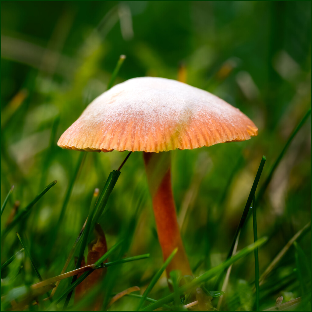 Mushroom by clifford