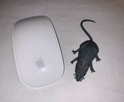 11th Aug 2023 - Mice