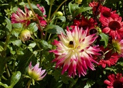 12th Aug 2023 - Dahlia with Bee