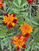26th Oct 2023 - French Marigolds 