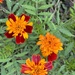 French Marigolds  by philm666