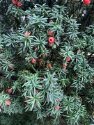 13th Oct 2023 - Yew bush and berries