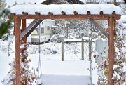 26th Oct 2023 - Snowy Backyard Vista