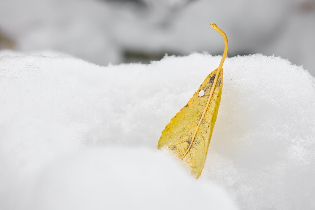 Leaf on snow by okvalle