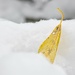 Leaf on snow by okvalle
