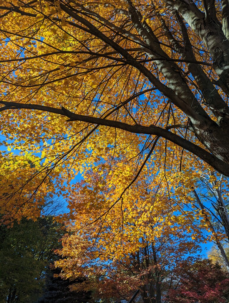 Fall Tree by julie