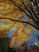 26th Oct 2023 - Fall Tree