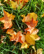 31st Oct 2023 - Fallen leaves