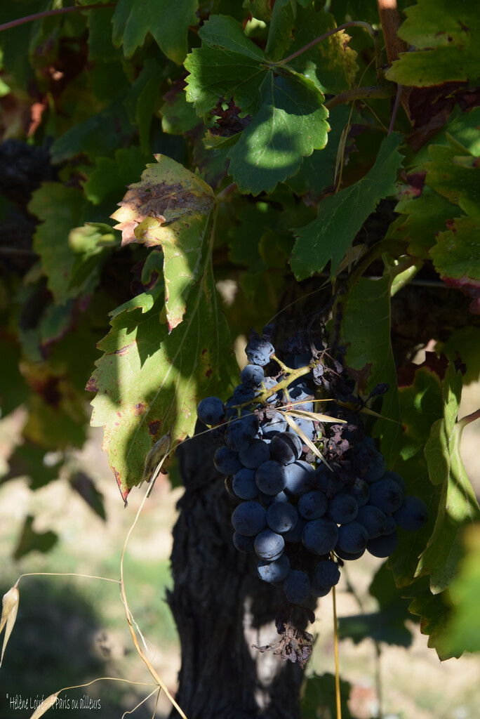 vineyard by parisouailleurs