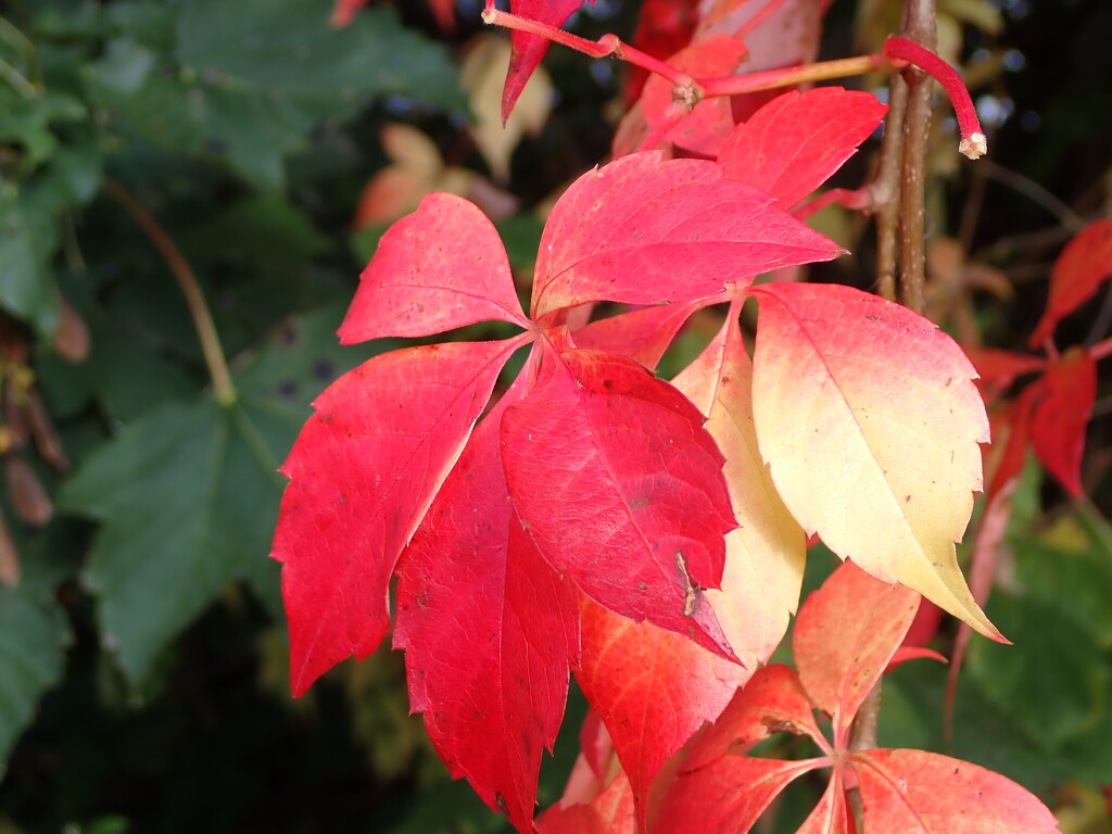 More autumn shades by speedwell