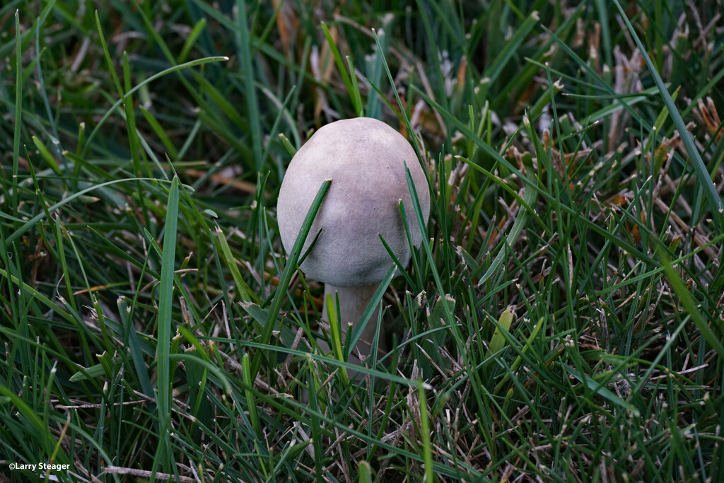 Fairy ring mushroom by larrysphotos