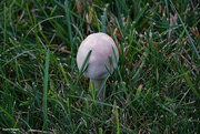 31st Oct 2023 - Fairy ring mushroom