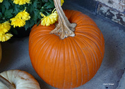 31st Oct 2023 - Orange pumpkin and yellow mums