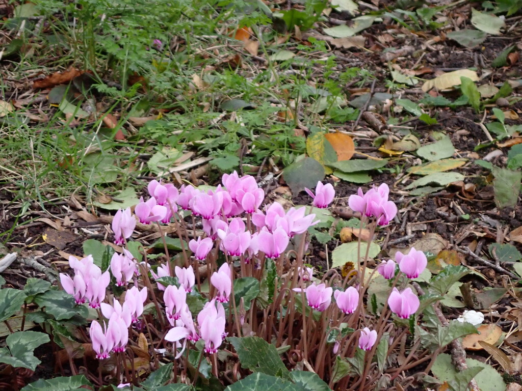 cyclamen by speedwell