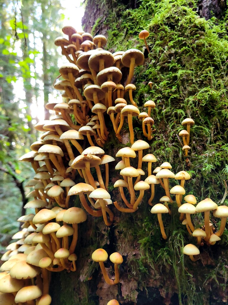 Mushrooms! by kimmer50