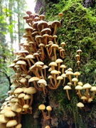 31st Oct 2023 - Mushrooms!