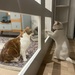 Cats making friends