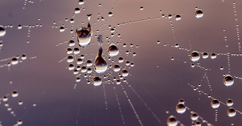 Drops on the Web! by rickster549