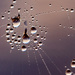 Drops on the Web! by rickster549