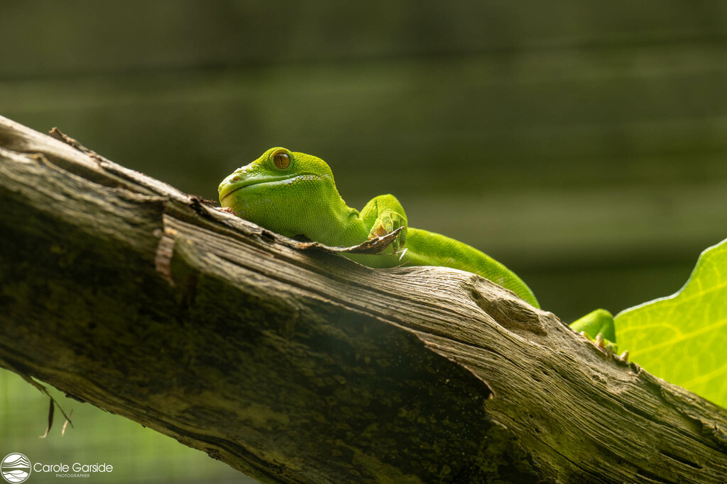 Green Gecko by yorkshirekiwi