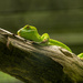 Green Gecko by yorkshirekiwi
