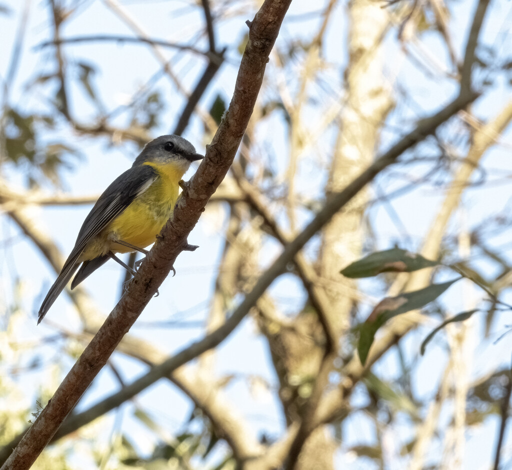 yellow breasted robin by koalagardens