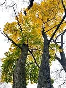 31st Oct 2023 - Looking Up