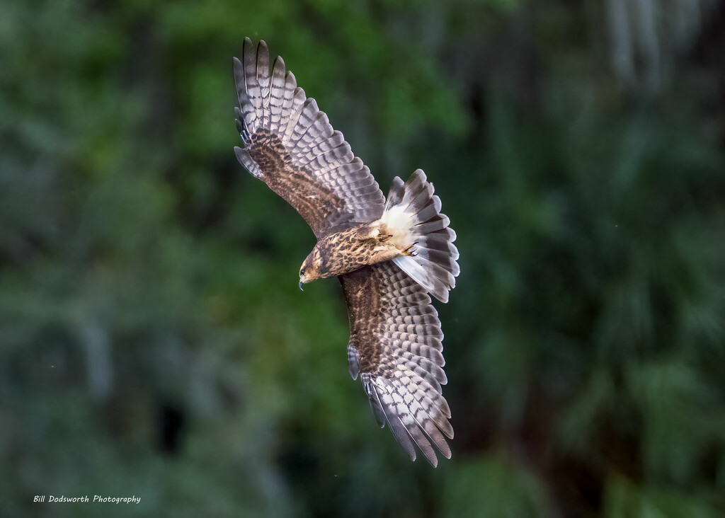 Dive! by photographycrazy