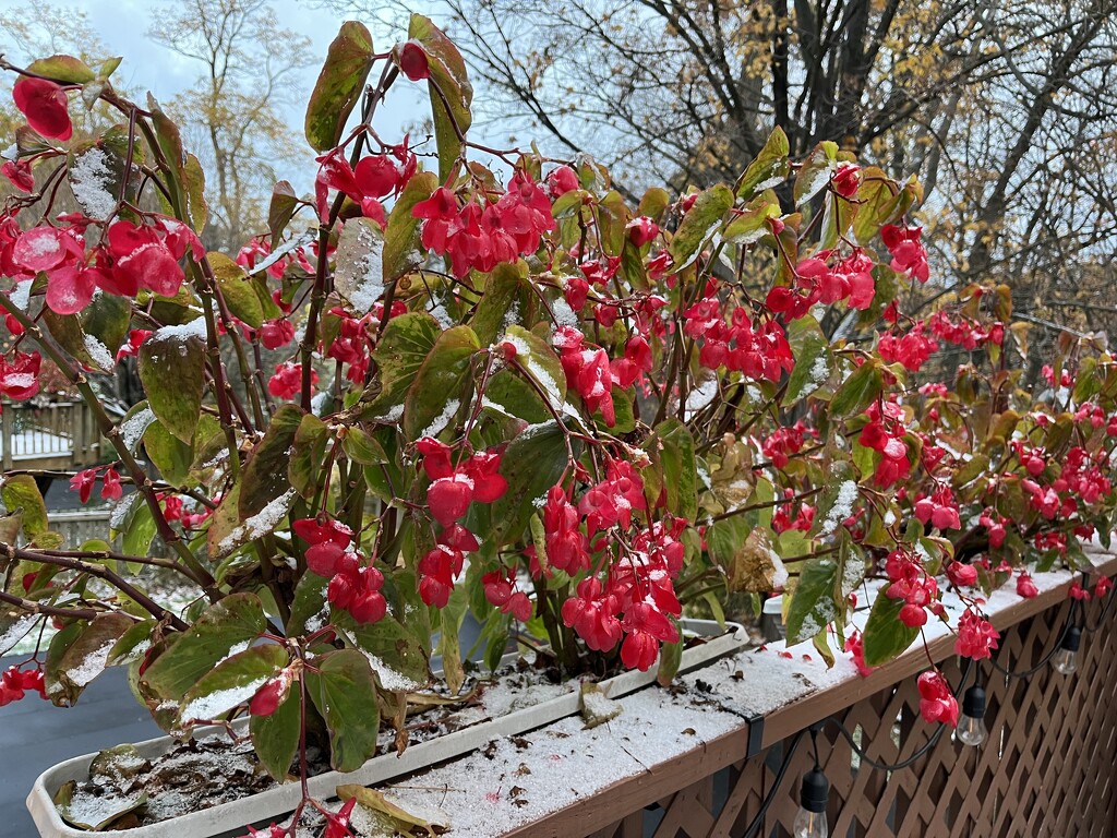 Snowy Winged Begonias by pej76
