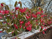 1st Nov 2023 - Snowy Winged Begonias