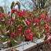 Snowy Winged Begonias by pej76