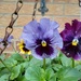 Winter pansies  by 365projectorgjoworboys