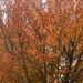 Autumn by phil_sandford