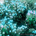 June 21 2023 - Turquoise by jojo13