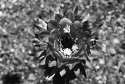 1st Nov 2023 - Echinopsis candicans