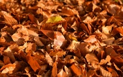 1st Nov 2023 - leaves and sunshine