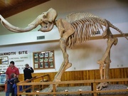 2nd Nov 2023 - Mammoth Site